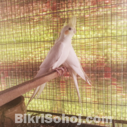 লুটিনো ককাটেল (ফিমেল)